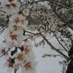 Almendro en flor nevado